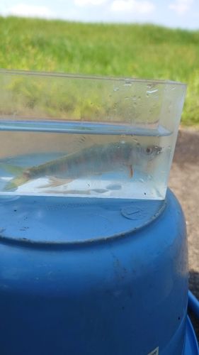 オイカワの釣果