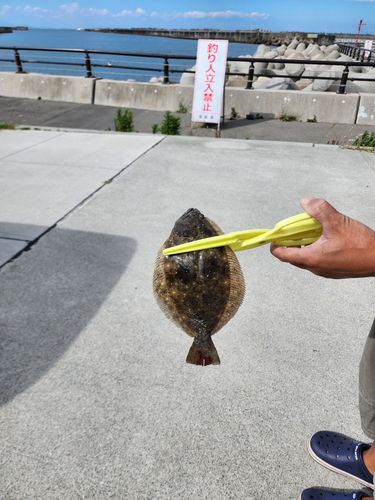 ヒラメの釣果
