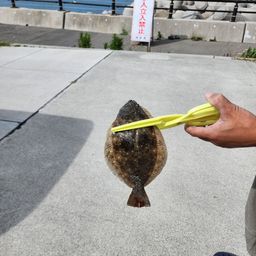 ヒラメ