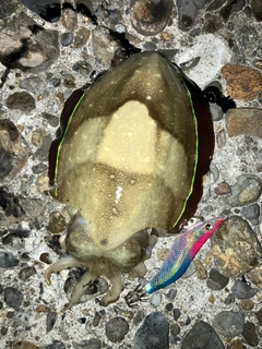 コウイカの釣果