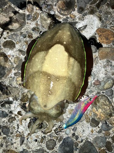 コウイカの釣果