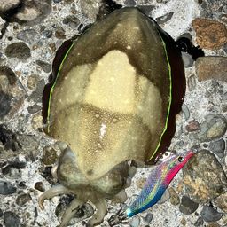 コウイカ