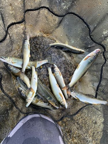 アユの釣果