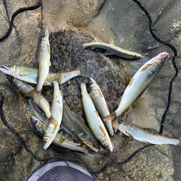 アユ