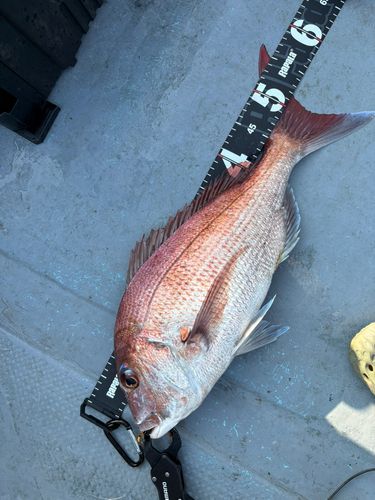 マダイの釣果