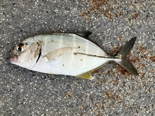 ギンガメアジの釣果