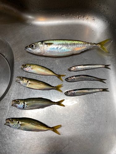 サバの釣果