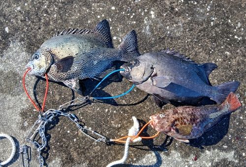 イシダイの釣果
