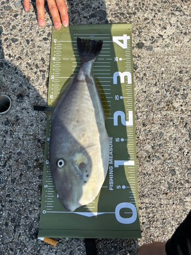 ウスバハギの釣果
