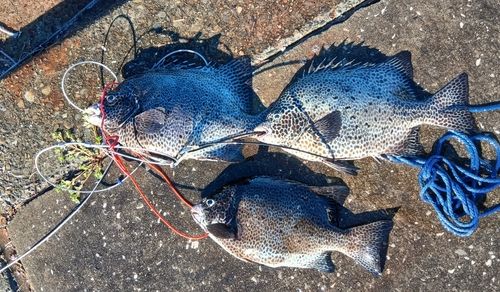 イシガキイシダイの釣果