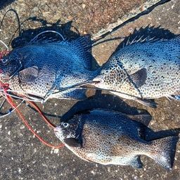 イシガキイシダイ