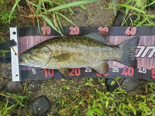 スモールマウスバスの釣果
