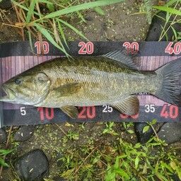 スモールマウスバス