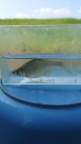 ダントウボウの釣果