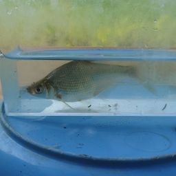 ダントウボウ