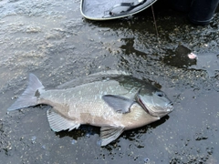 グレの釣果