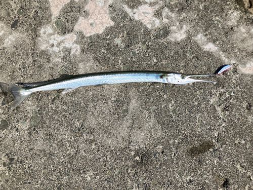 ダツの釣果