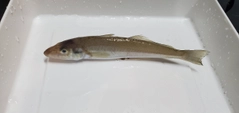 キスの釣果