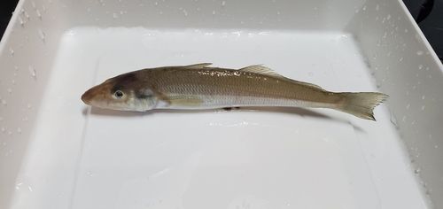 キスの釣果
