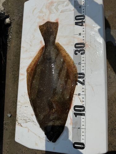 ヒラメの釣果