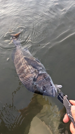 チヌの釣果