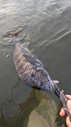 チヌの釣果