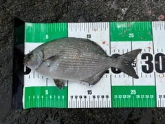 イスズミの釣果
