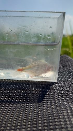 タイリクバラタナゴの釣果