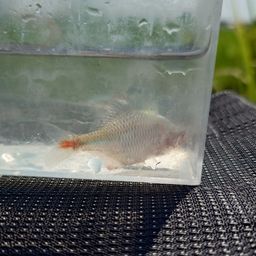 タイリクバラタナゴ