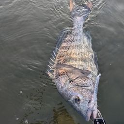 チヌ