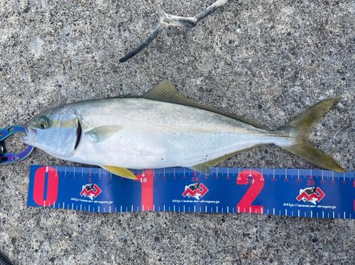 フクラギの釣果