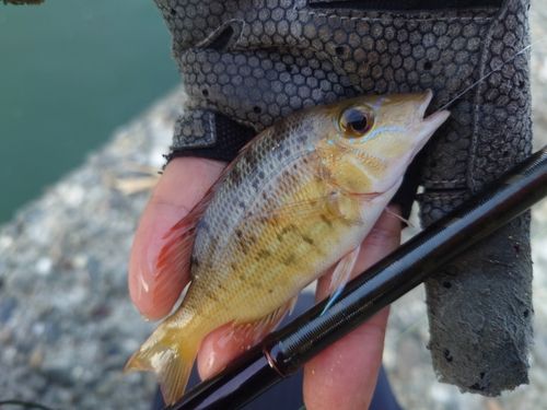 ハマフエフキの釣果