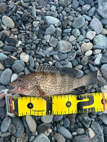 オオモンハタの釣果