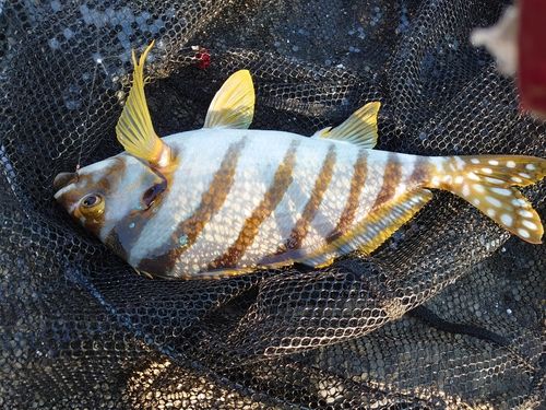 タカノハダイの釣果