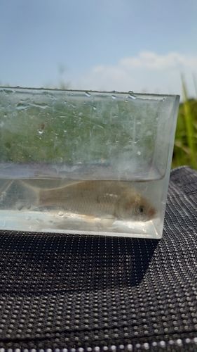 フナの釣果
