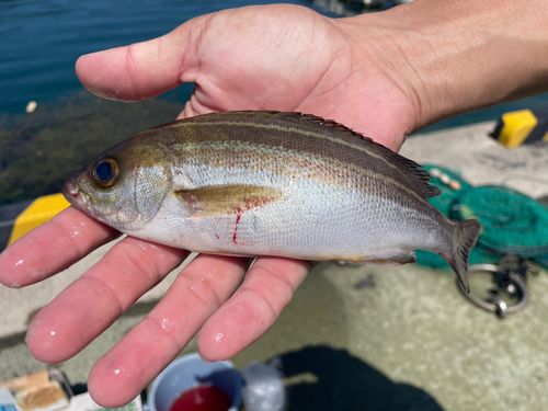 イサキの釣果