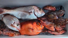 マダイの釣果