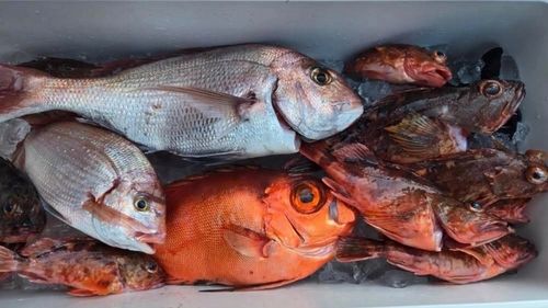 マダイの釣果