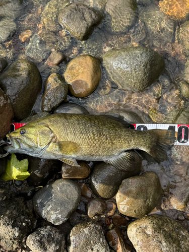 スモールマウスバスの釣果