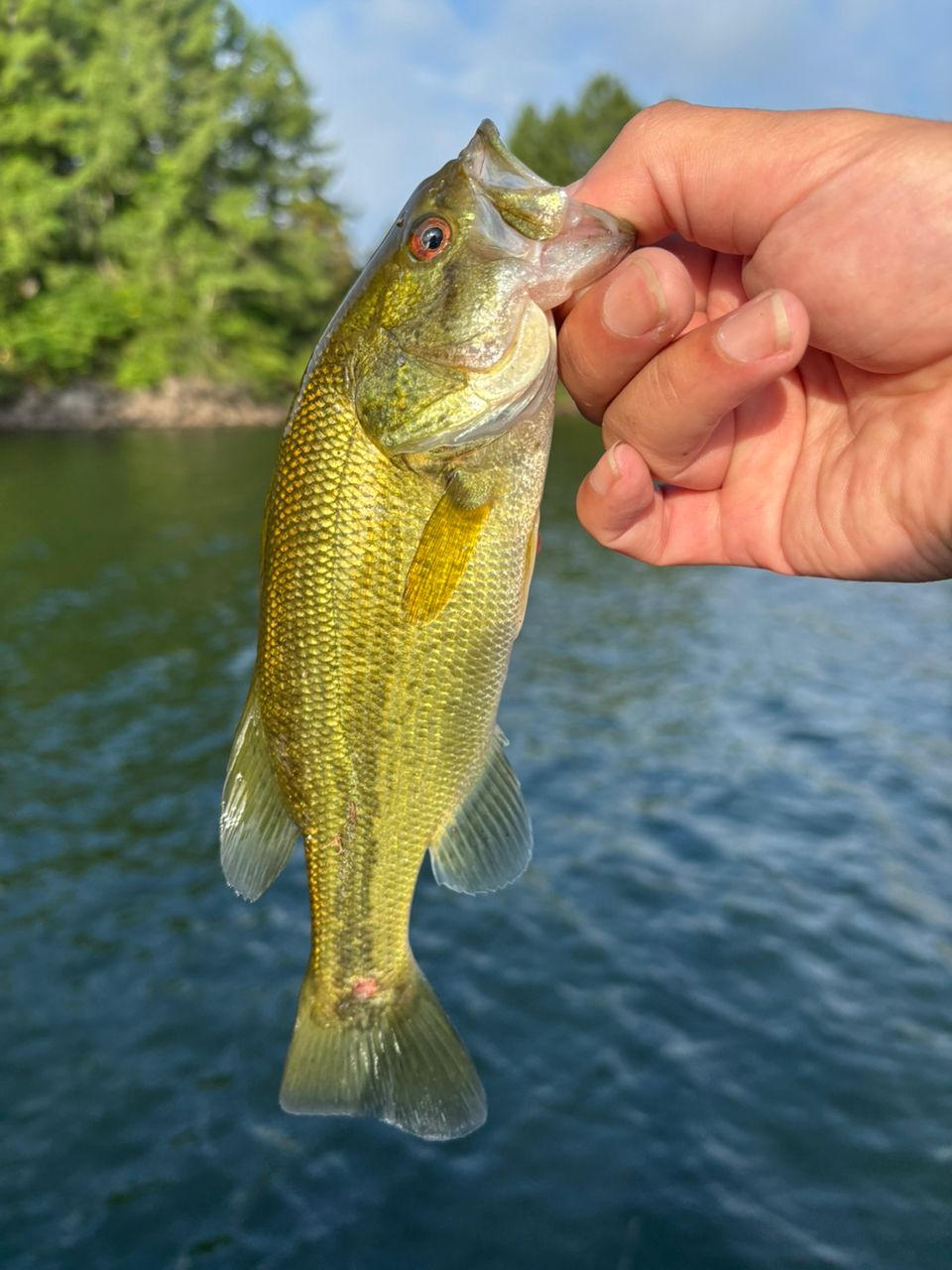 スモールマウスバス