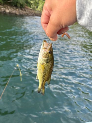 ラージマウスバスの釣果