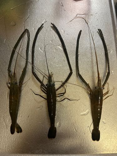 テナガエビの釣果