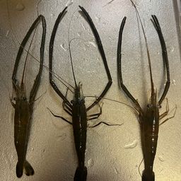 テナガエビ