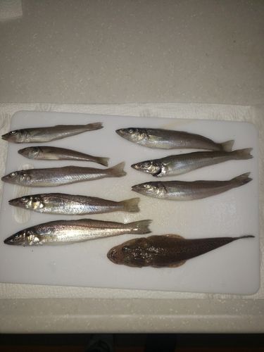 キスの釣果