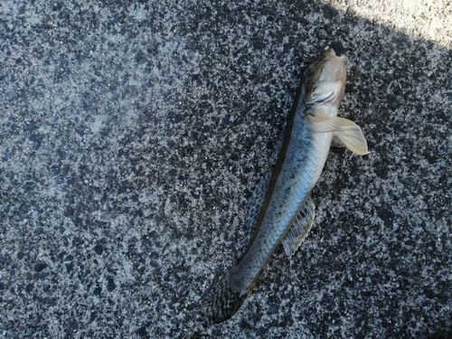 マハゼの釣果