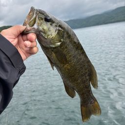 スモールマウスバス