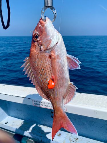 マダイの釣果