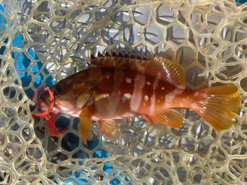 アカハタの釣果