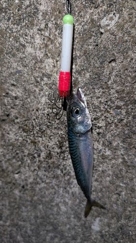 サバの釣果