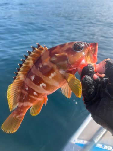 アカハタの釣果